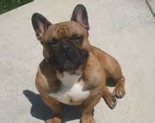 Explore 30 listings for pied french bulldog for stud at best prices. Stud Service - French Bulldogs