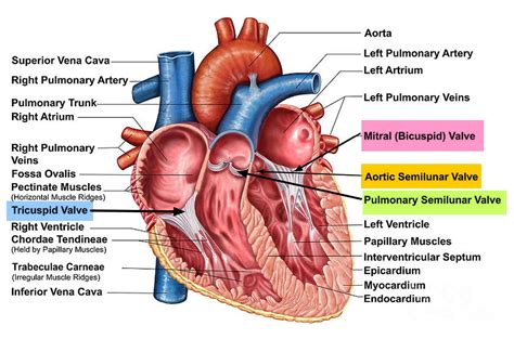 A) the main purpose of valve springs is to keep the valves closed to build compression in engine. Anatomy Of The Heart Heart Valves Function Purpose And How ...