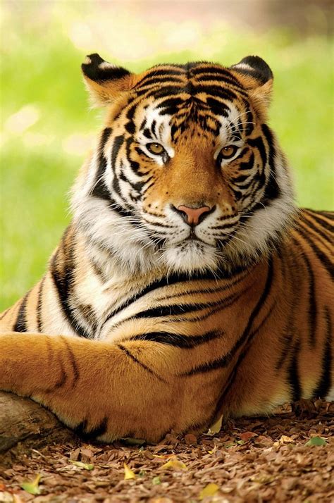 Tigers Wallpaper Beautiful Tiger Kolpaper