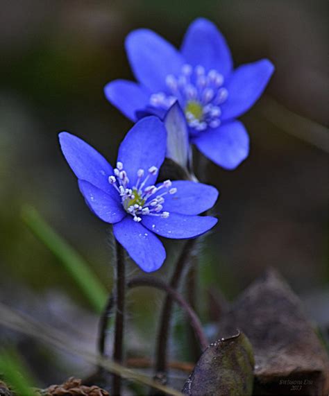 Blue Spring Flowers By Svitakovaeva On Deviantart