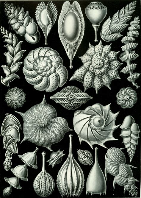 100 Beautiful Illustrations Of Biologist Ernst Haeckel