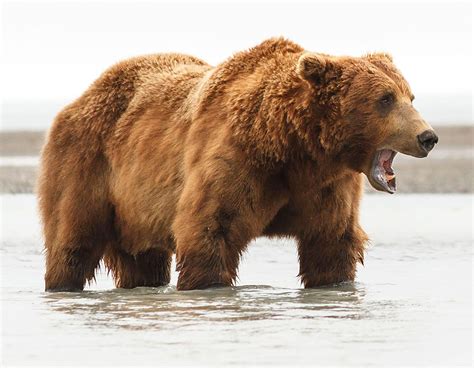 Add lots of stuffing, make a wish on a heart and personalize your friend with fun outfits and accessories. Brown Bears in Katmai, Alaska - up CLOSE and on FOOT!