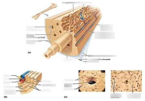 84 Microscopic Structure Of Compact Bone Diagram Quizlet