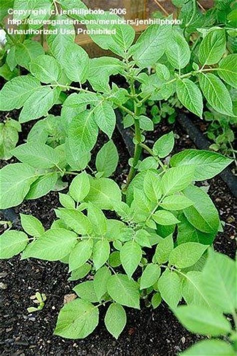 Potatoes are about as easy to grow as a radish, so if you've got the patience of king kong at a banana factory you can stop reading this article now and take that bit of advice with you. PlantFiles Pictures: Potato 'Russet Burbank' (Solanum ...