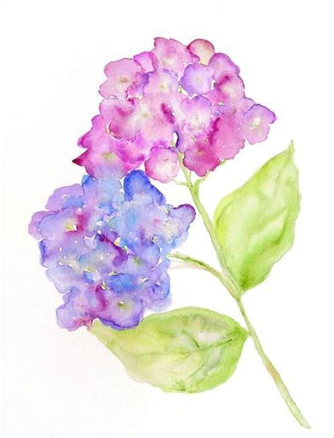 Stunning Hydrangea Watercolor Painting Reproductions For Sale On