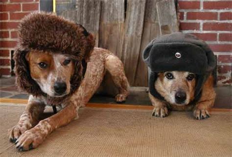 Dogverse — In Mother Russia You Dogs Best Friend
