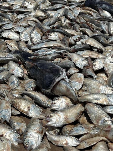 Thousands Of Dead Fish Wash Up On Beach On Texas Gulf Coast