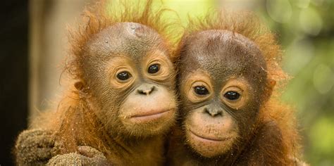 Come in, learn the word translation atasan and add them to your flashcards. Orangutan Biology | SOS: Save The Orangutans