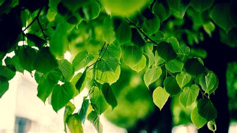 Fond Décran Lumière Du Soleil Des Arbres La Nature Macro Branche