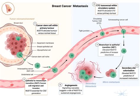 Multifaceted Role Of Nudt5 In Breast Cancer Metastasis Model Showing