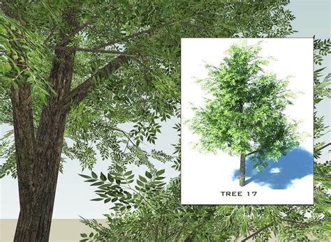 Sketchup 3d Trees Collection 2 By Sketchup Texture 64