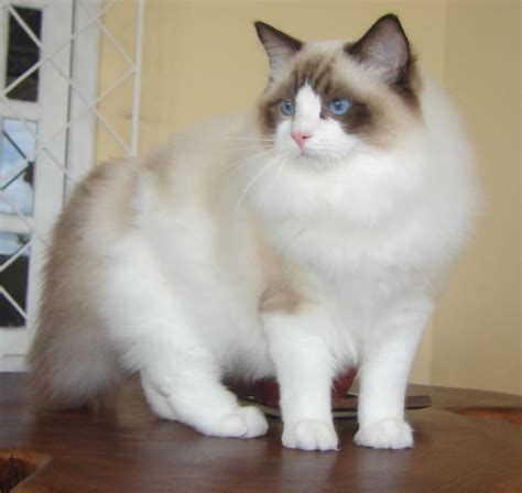Ragdoll Cats - MY PETS