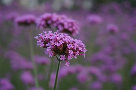 Verveine Du Jardin Verbena Variétés Et Entretien Truffaut