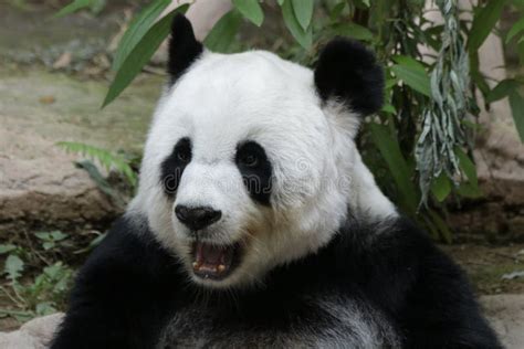 Female Giant Panda In Chiangmai Thailand Stock Image Image Of Cute
