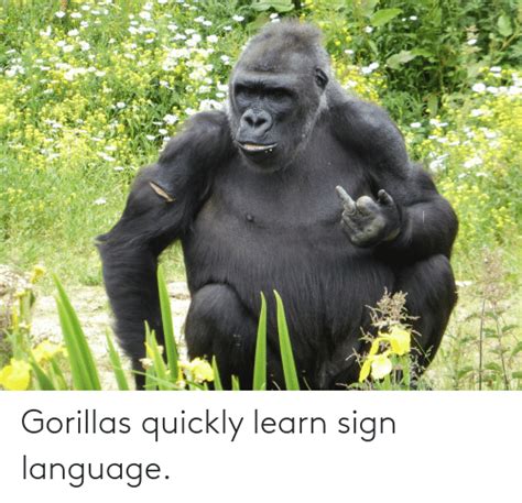 Gorillas Quickly Learn Sign Language Sign Language Meme On Meme