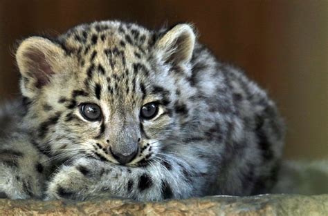 Snowleopard Krefeld Jn6a3765 Beautiful Cats Cats Baby Snow Leopard