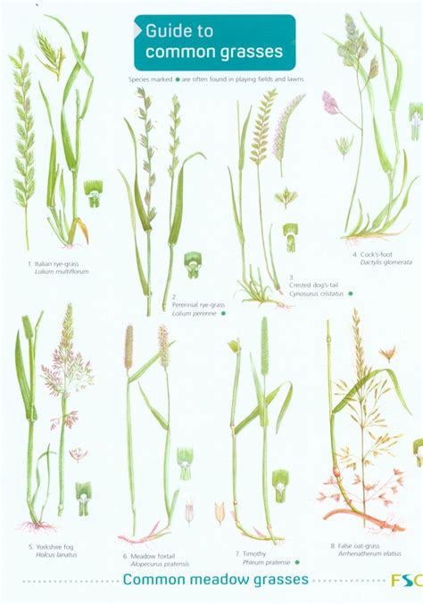 Guide To Common Grasses Grass Species Grass Perennials