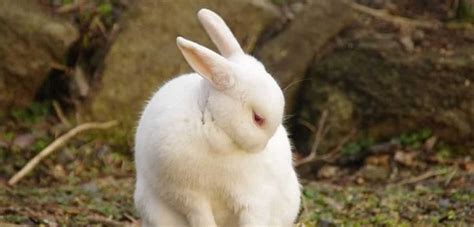 What Color Are Rabbits? 7 Interesting Varieties of Rabbits - PetCosset