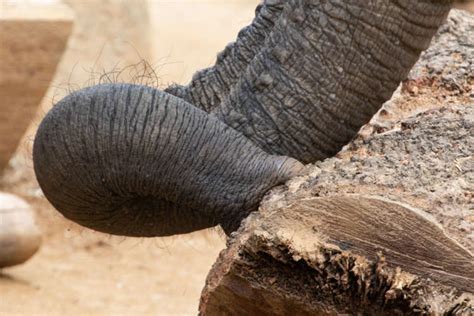 African Elephant - Zoo Atlanta