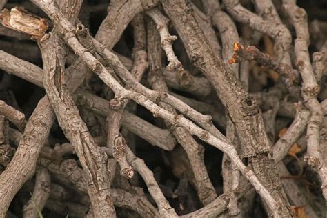 Dry Wooden Twigs Free Stock Photo Public Domain Pictures