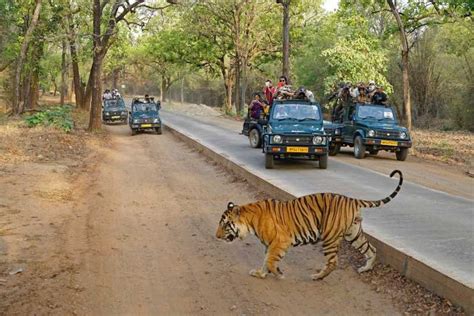 Jaipur Przejazd Do Delhi Z Przystankiem W Parku Sariska Getyourguide