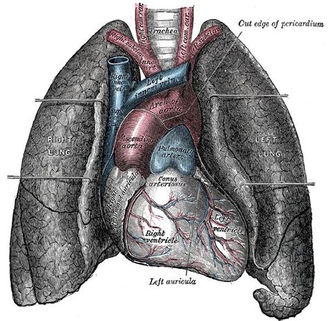 Anatomy Wikidoc