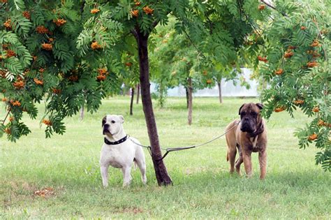 Two Dogs Under A Tree — Stock Photo © Rateland 9950556