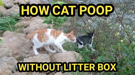 How Cat Poop Without Litter Box Youtube