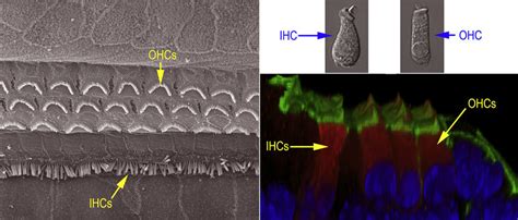 Anatomy Of The Cochlear Hair Cells Left Panel Organization Of The