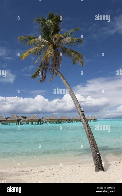 Palm Tree And Overwater Bungalows On Tropical Beach Stock Photo Alamy