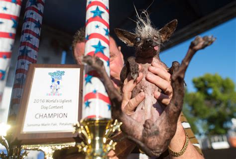 Photos Worlds Ugliest Dog Competition Sports Illustrated