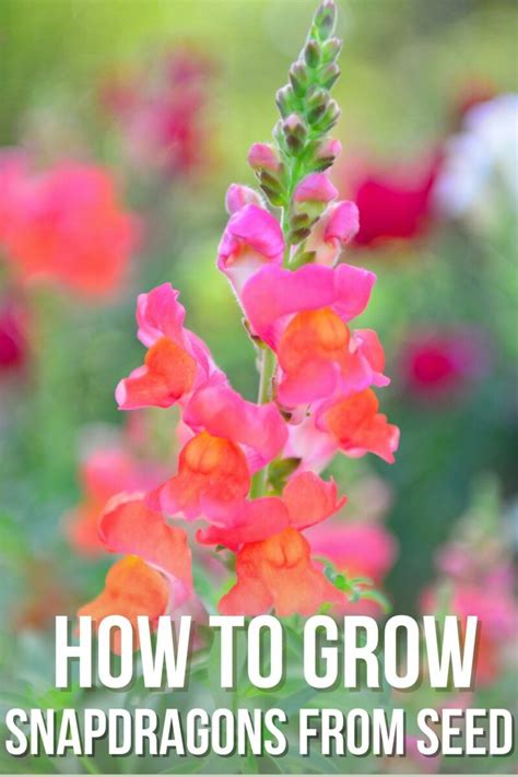 How To Grow Snapdragons From Seed