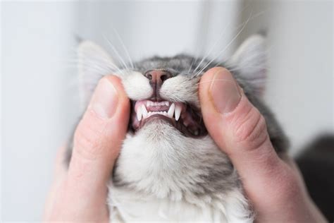 4,410 cat teeth premium high res photos. Cats and Teeth: What's Really Going on Inside Their Mouth?