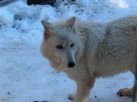 Vancouver Island Wolf Animal Database Fandom