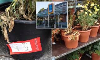 For obvious reasons, these bags. Aldi tries to sell discounted plants in Devon despite them ...