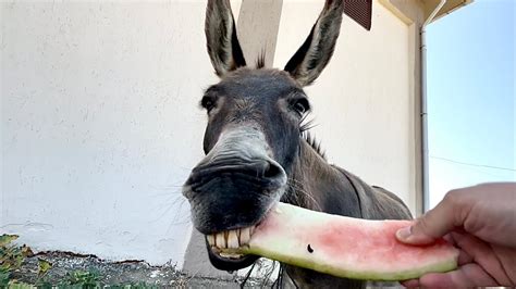 Donkey Slurping Loudly Youtube