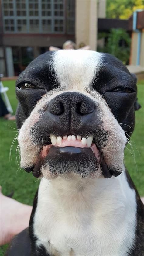 Top 18 Funniest Smiling Boston Terriers Ever The Paws