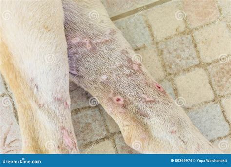 Wound Dog`s Leg Stock Photo Image Of Infection Hygiene 80369974
