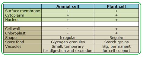 Cellular level is the most important and fundamental level in the organisation of living world. #14: Cell structure | Biology Notes for IGCSE 2014