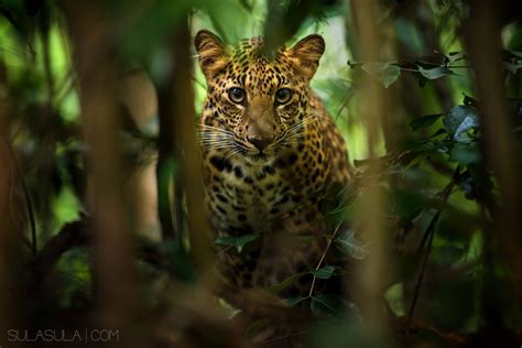 Indochinese Leopard Thailand Animals Rainforest Photography