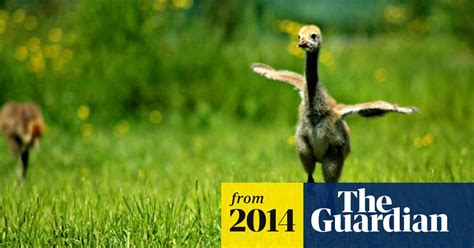 Last Cranes Released Into British Wild Birds The Guardian