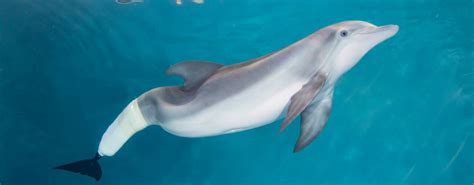 The end of the film features some clips of kazazic and other. Clearwater Marine Aquarium: Meet Winter, the Star of ...