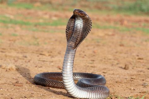Snakes Poisonous Snakes Of India Indian Spectacled Cobra Naja