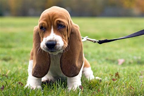 Basset Hound Dog Breed Information And Characteristics Daily Paws