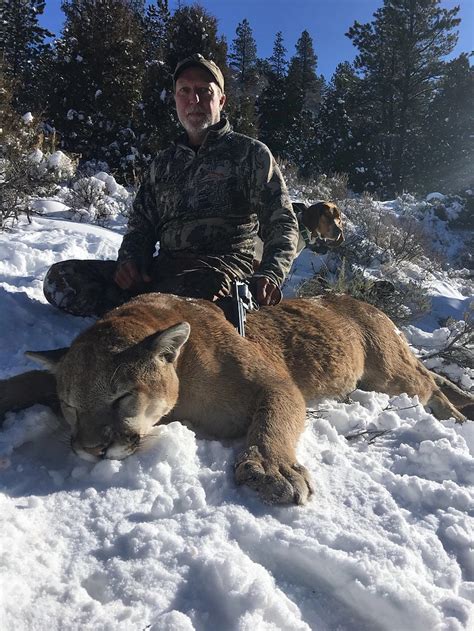Wyoming Cougar Hunt Quality Hunts