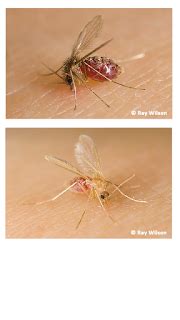 Molecular Identification Of Leishmania Spp In Sand Flies Diptera Psychodidae Phlebotominae