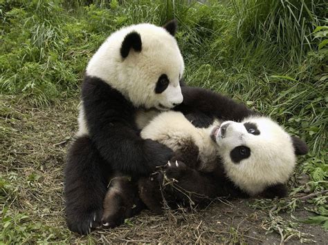 Giant Panda Fighting Image Wallpapers Share