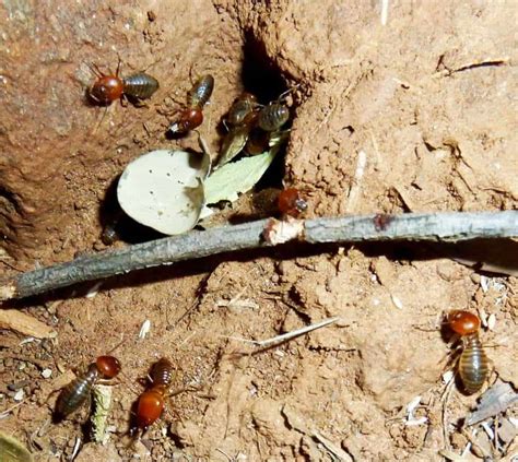 Can termites eat a living tree? What Do Termites Eat? - Complete Guide | PestSeek