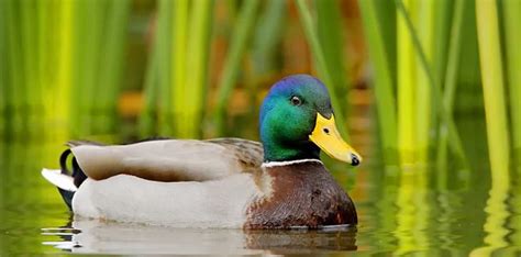 10 Interesting Facts About Ducks The Fact Site