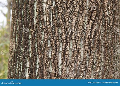 Bark Of Tulip Tree Stock Photo Image Of Gray Surface 87785528